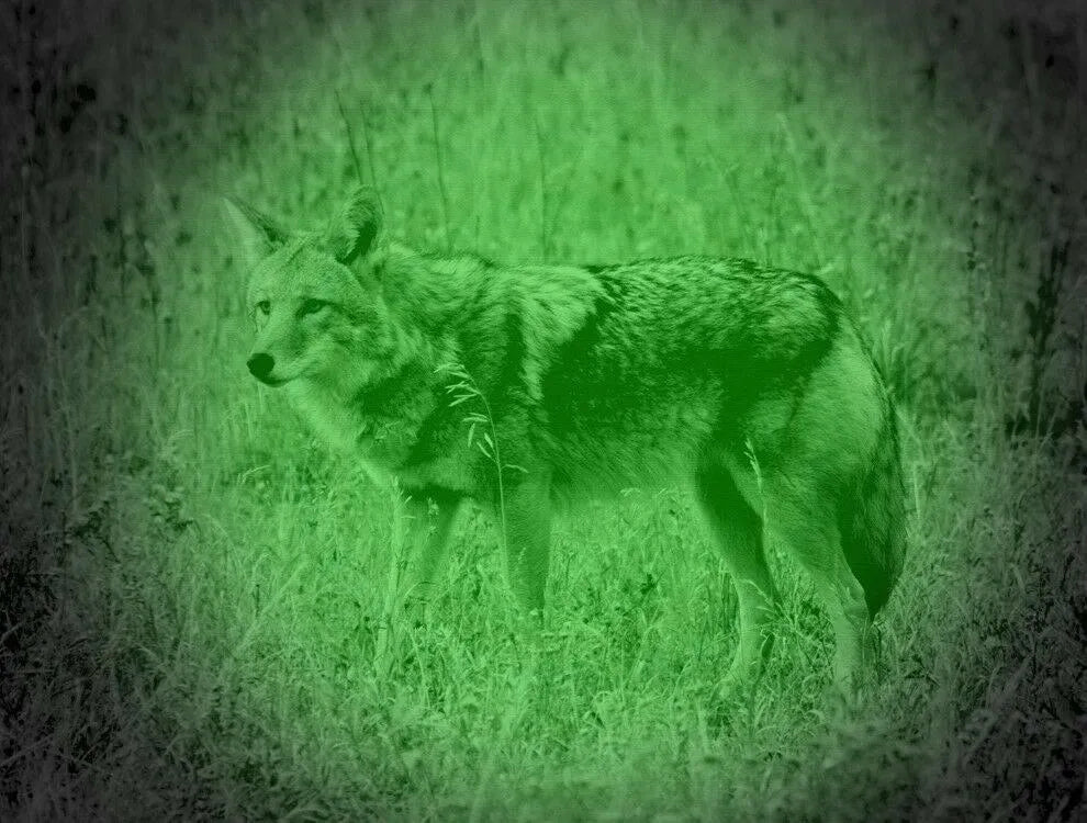 Coyote in grassy field viewed through green night vision scope